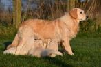 Chiots Golden Retriever à vendre, Golden retriever, Plusieurs, Parvovirose, Belgique