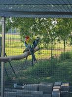 Omnicolore et conure