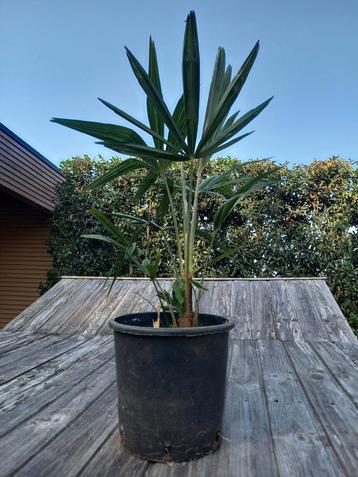Palmbomen trachycarpus fortinei beschikbaar voor biedingen