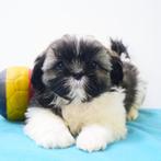 Shih Tzu - reutjes - Belgische puppy's te koop, CDV (hondenziekte), Meerdere, 8 tot 15 weken, België