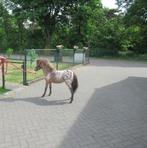 Een prachtige appaloosa merrie, Merrie, Gechipt, 0 tot 2 jaar
