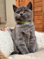britse korthaarkitten, Kater, Gechipt, 0 tot 2 jaar