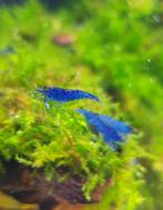 Neocaridina Blue Dream Garnalen op Kraanwater- Ook verzenden, Dieren en Toebehoren, Kreeft, Krab of Garnaal, Zoetwatervis, Schoolvis