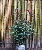 Photinia ‘Red Robin’, Jardin & Terrasse, Plantes | Arbustes & Haies, Enlèvement