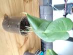 Monstera plant in glazen pot, Enlèvement, Moins de 100 cm, Autres espèces