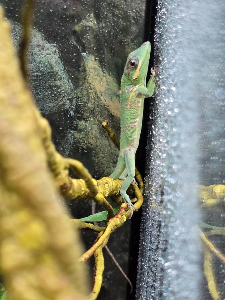 Koppel ridderanolissen, Dieren en Toebehoren, Reptielen en Amfibieën, Amfibie
