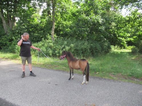 Een zeer luxe paardje REA, Dieren en Toebehoren, Pony's, Merrie, M, Gechipt, Ontwormd