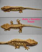 Wimpergekko pinstripe vrouw, Dieren en Toebehoren, Reptielen en Amfibieën