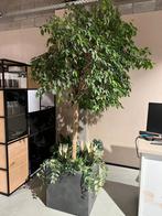 ficus 3M arbre d interieur, Ophalen of Verzenden, Zo goed als nieuw, Binnen