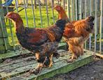 Brahma groothoenders Hanen  van 2025, Dieren en Toebehoren, Pluimvee