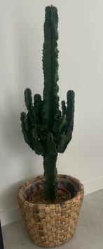 Cactus euphorbia, Huis en Inrichting, Kamerplanten, Ophalen, Cactus