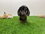Teckel Mini pups, Dieren en Toebehoren, België, 8 tot 15 weken, Korthaar, CDV (hondenziekte)