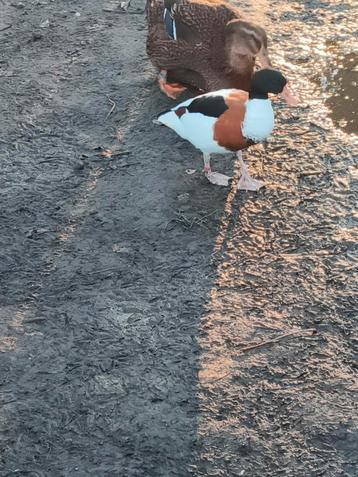 Bergeend beschikbaar voor biedingen