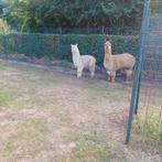 Alpaca, Dieren en Toebehoren, Overige Dieren, Oktober, Mannelijk