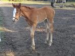 quarter tinker merrie, Dieren en Toebehoren, Merrie, Minder dan 160 cm, 0 tot 2 jaar, Westernpaard