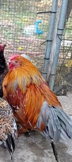 Hanen, Dieren en Toebehoren, Mannelijk, Kip