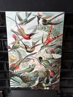 Hummingbird /colibrie 40x60 cm houten paneel “schilderij”, Ophalen