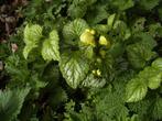 8 bodembedekkers, Tuin en Terras, Planten | Tuinplanten, Ophalen, Vaste plant, Bodembedekkers