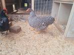 2 hennen wyandotte kriel gestreept, Dieren en Toebehoren, Pluimvee