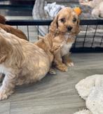 Lieve cockapoo pups (Am cocker x dwergpoedel), België, CDV (hondenziekte), 8 tot 15 weken, Meerdere