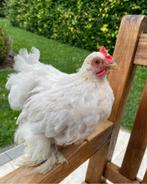 cochin kriel haan, Dieren en Toebehoren, Mannelijk, Kip