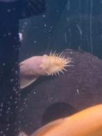 Albino ancistrus, Dieren en Toebehoren, Vis