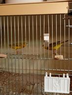 Agaat geel intensief man's