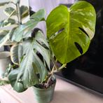 Monstera Albo variegata, Huis en Inrichting, Kamerplanten, Ophalen of Verzenden