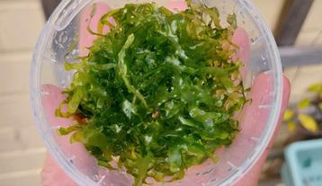 Levermos * Monosolenium tenerum * Aquariumplant beschikbaar voor biedingen