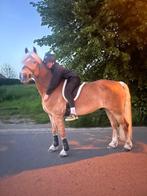 Haflinger, Dieren en Toebehoren, Paarden, Gechipt, Minder dan 160 cm, Ruin, 11 jaar of ouder