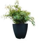 Bambou fargesia rufa en Pot XL -70L - noir, Tuin en Terras, Ophalen, Bamboe, Minder dan 100 cm