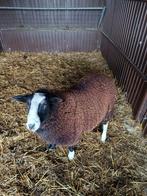 Schapen bok, Dieren en Toebehoren