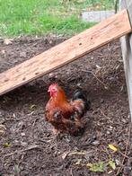 Cochin haantje, Dieren en Toebehoren