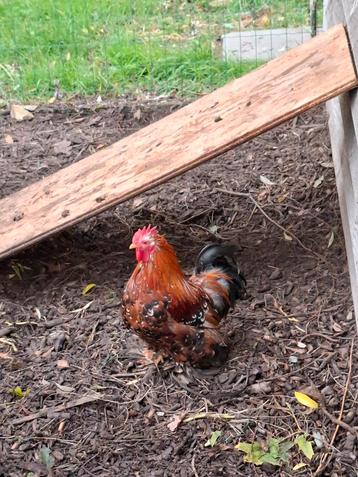 Cochin haantje beschikbaar voor biedingen