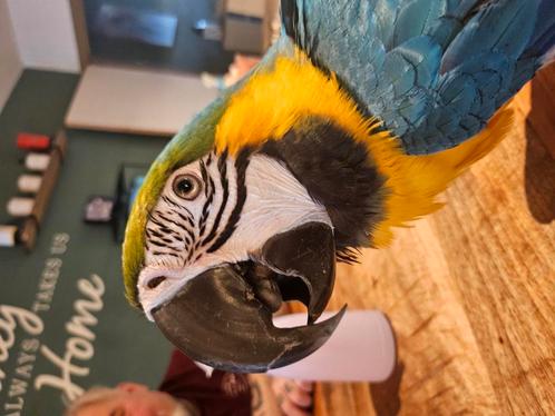 Blauwgele ara 2 jaar met cites papieren., Dieren en Toebehoren, Vermiste en Gevonden Dieren