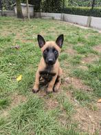Prachtige Mechelse herder pups klaar voor vertrek, Dieren en Toebehoren, Honden | Herdershonden en Veedrijvers, België, CDV (hondenziekte)