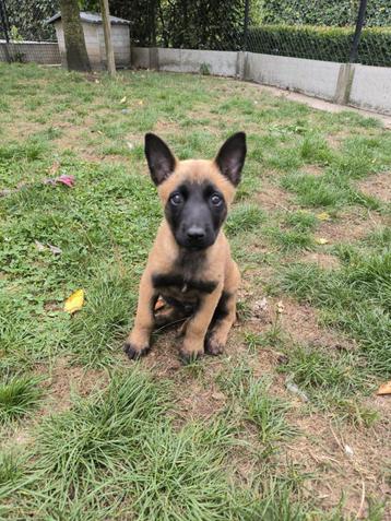 Beaux chiots Malines Shepherd prêts à partir, Plusieurs, Parvovirose, Belgique, Berger