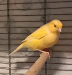 5 kanaries, Dieren en Toebehoren, Vogels | Kanaries