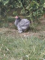 koppel  cochin Bantam, Dieren en Toebehoren, Meerdere dieren, Kip