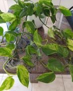 Epipremnum aureum (Scindapsus) of drakenklimop, Ophalen of Verzenden
