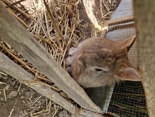 Dwergkonijn leeuwenkop mannetje - 1 jaar, Dieren en Toebehoren, Konijnen, Dwerg, Mannelijk, 0 tot 2 jaar