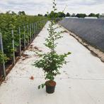 Fagus sylvatica groene en rode beuken potgekweekt leverbaar, Ophalen of Verzenden, Haag