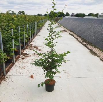 Fagus sylvatica groene en rode beuken potgekweekt leverbaar beschikbaar voor biedingen