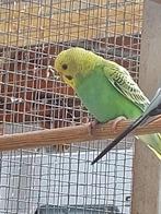 3 jonge parkieten, Geslacht onbekend, Parkiet