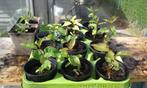 pruimen boompjes  in pot, Tuin en Terras, Planten | Bomen, Ophalen of Verzenden, In pot