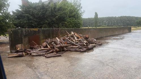 Brandhout, Tuin en Terras, Brandhout, Stammen, Overige houtsoorten, 3 tot 6 m³, Ophalen of Verzenden