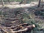 Brandhout kroonhout den in Geel-Larum, 6 m³ ou plus, Enlèvement, Autres essences de bois, Branches