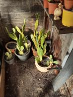 Cactussen opuntia, Tuin en Terras, Planten | Tuinplanten, Ophalen