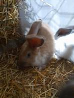(Vlees)Konijn voedster, Dieren en Toebehoren, Konijnen, Vrouwelijk, Groot, 0 tot 2 jaar
