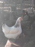 Sussex legkippen